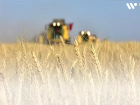 Will the grain crisis in Ukraine affect world agriculture?